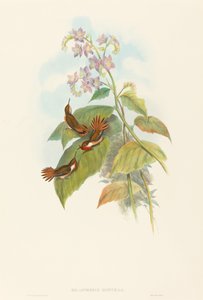 Blinkende kolibri af John Gould and H.C. Richter