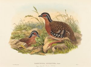 Rødbrynet bambusagerhøne (Bambusicola Hyperythra) af John Gould and W. Hart