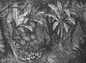 I Bush, c1880