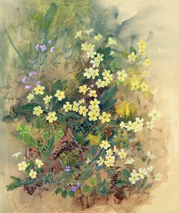 Primrose Bank af John Gubbins