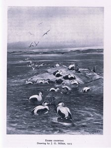 Edderfugle, der frier til, Nature in Britain udgivet af Collins, 1946