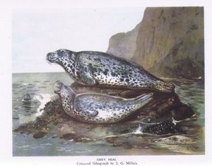 Grey Seals, Nature in Britain udgivet af Collins, 1946