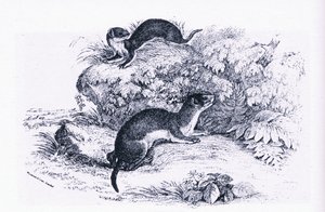 Studies of Badgers, Nature in Britain udgivet af Collins