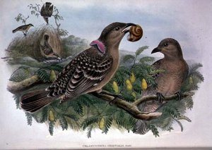 Chlamydera Orientalis (farve litho) af John and Hart William Gould
