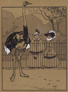 Strudsefjer (farve litho) af John Hassall