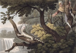Mexicansk Lizard Catcher, graveret af Matthew Dubourg (fl.1785-1820), udgivet af Edward Orme, 1813