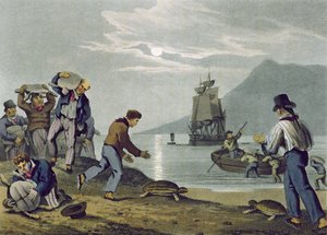 Skildpaddefangst på land, graveret af Matthew Dubourg (fl.1785-1820), udgivet af Edward Orme, 1813