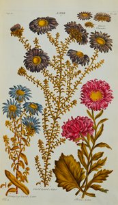 Aster, 1759-73 af John Hill