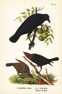Amerikansk krage, Corvus brachyrhynchos 1, og brunhovedet kofugl, Molothrus ater, hun 2 og han 3
