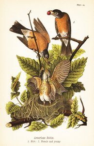 Amerikansk robin, Turdus migratorius, han 1, hun 2 og unger i rede