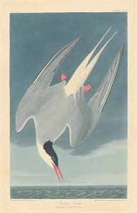 Arktisk tern