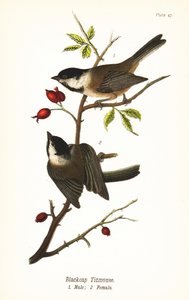 Sortkappet chickadee, Poecile atricapillus