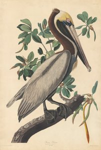Brun pelikan af John James (after) Audubon