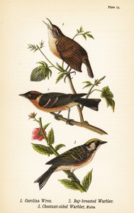 Carolina gærdesmutte, Thryothorus ludovicianus 1, laurbærsanger, Setophaga castanea 2, kastanjesidesanger, Setophaga pensylvanica 3