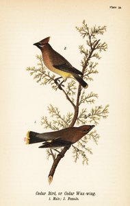 Cedervoksvinge, Bombycilla cedrorum Cederfugl eller cedervoksvinge, han 1, hun 2