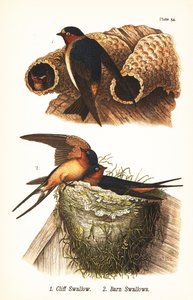 Klippesvale, Petrochelidon pyrrhonota 1, og ladesvale, Hirundo rustica 2 af John James (after) Audubon