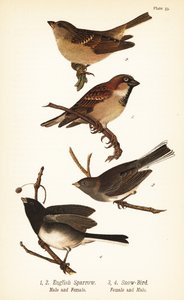 Husspurv, Passer domesticus og mørkøjet junco, Junco hyemalis