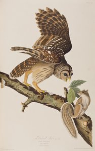 Illustration fra 
