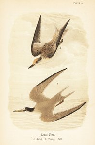Terne, Sternula antillarum, voksen 1, ung, efterårsfjerdragt 2 af John James (after) Audubon