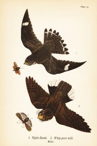 Nathøg, Chordeiles minor 1 og østlig pisk-fattig-vilje, Antrostomus vociferus, pisk-fattig-vilje 2, hanner