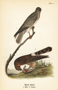 Nordhøge, Cirkus hudsonius af John James (after) Audubon