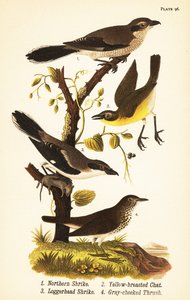 torn, Lanius borealis 1, gulbryst chat, Icteria virens 2, torntorn, Lanius ludovicianus af John James (after) Audubon