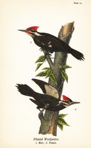 Pælet spætte, Dryocopus pileatus, han 1, hun 2 af John James (after) Audubon