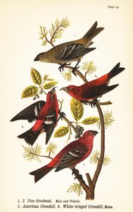 Pine grosbeak, Pinicola enucleator, han 1, hun 2, amerikansk korsnæb eller rød korsnæb, Loxia curvirostra 3, hvidvinget korsnæb, Loxia leucoptera 4, hanner af John James (after) Audubon