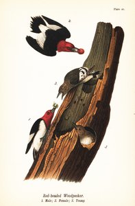 Rødhovedet spætte, Melanerpes erythrocephalus, han 1, hun 2, unge 3