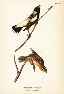 Rørfugl eller bobolink, Dolichonyx oryzivorus, han 1, hun 2 af John James (after) Audubon