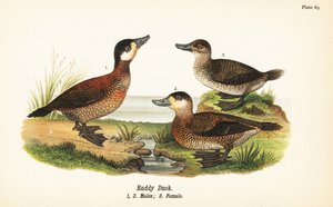 Rødand, Oxyura jamaicensis, hanner 1,2 og hun 3 af John James (after) Audubon