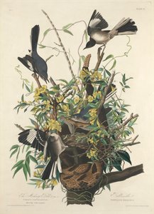 Den spottende fugl af John James (after) Audubon