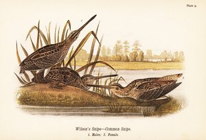 Wilsons snipe eller almindelig bekkasin, Gallinago delicata, hanner 1, hun 2 af John James (after) Audubon