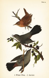 Vintersmutsmutte, Troglodytes hiemalis 1 og grå kattefugl, Dumetella carolinensis kattefugl 2 af John James (after) Audubon