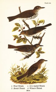 Skovdrossel, Hylocichia mustelina 1, Swainsons trøske, Catharus ustulatus 2, trøske med olivenrygg eller eremitdrossel, Catharus guttatus 3, og trøske trøske eller Wilsons trøske, Catharus fuscescens 4 af John James (after) Audubon