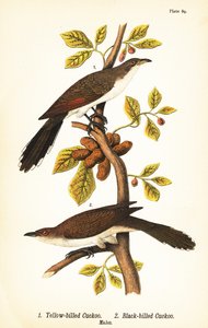 Gulnæbbet gøg, Coccyzus americanus 1, og sortnæbbet gøg, Coccyzus erythropthalmus 2, hanner af John James (after) Audubon