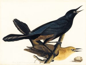 Et par bådhalede grackles af John James Audubon