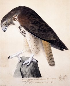 American Buzzard eller White Breasted Hawk, af John James Audubon