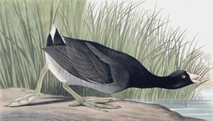 American Coot, Fulica Americana, fra "The Birds of America" af John J. Audubon, pub. 1827-38 af John James Audubon