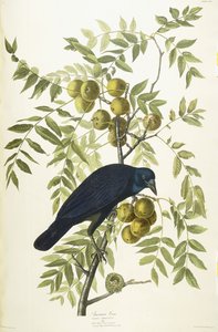American Crow, 1833 af John James Audubon