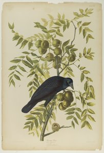 American Crow, trykt af Julien Bien og udgivet af Roe Lockwood & Son, 1861 (kromolitografi) af John James Audubon