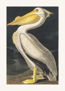 Amerikansk hvid pelikan fra *Birds of America* (1827) af John James Audubon