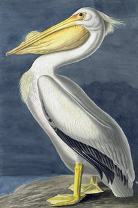 American White Pelican, Pelecanus Erythrorhynchos, fra "The Birds of America" af John J. Audubon, pub. 1827-38 af John James Audubon