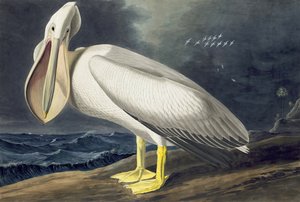 American White Pelican, Pelecanus Erythrorhynchos, fra "The Birds of America" af John J. Audubon, pub. 1827-38 af John James Audubon