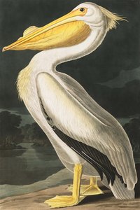 American White Pelican, Pelecanus Erythrorhynchos, fra "The Birds of America" af John J. Audubon, pub. 1827-38 af John James Audubon