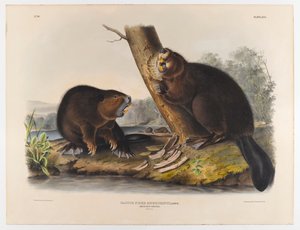 Amerikansk bæver, 1844 af John James Audubon