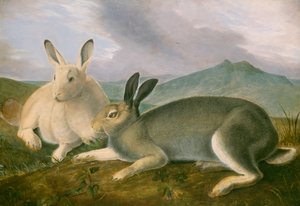 Arctic Hare, ca. 1841 (pen og sort blæk med akvarel og oliemaling på papir) af John James Audubon