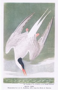 Arktisk tern af John James Audubon