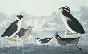 Lomvie, næbbet alk, krøllet lomvie, hornnæbbet lomvie, hentet fra naturen af John James Audubon