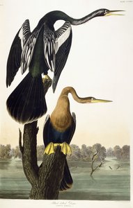 Black-bellied Darter, 1836 af John James Audubon